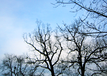 baretrees.jpg