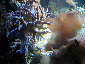 aquarium_2.jpg