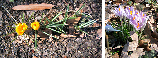 crocus_2.jpg