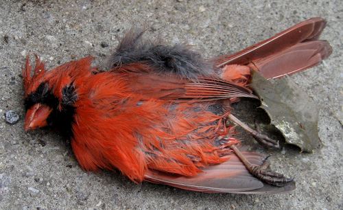 deadcardinal deadcardinal