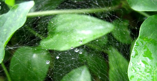 web