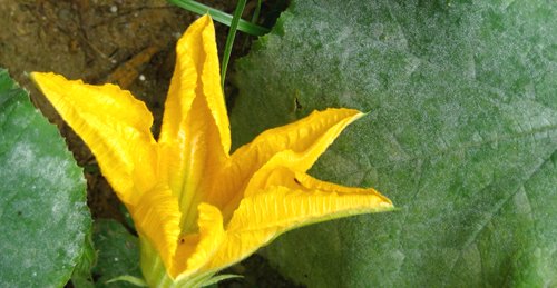 squashbloom