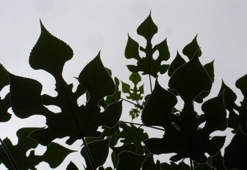 leaves_flashback leaves_flashback