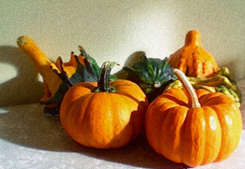 mfgourds