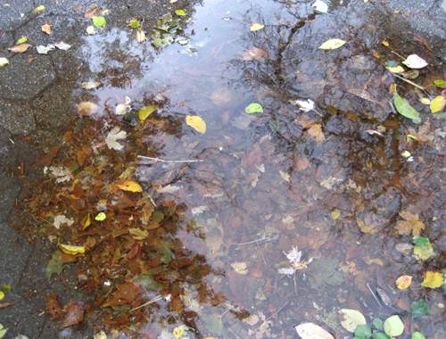 puddle_bk