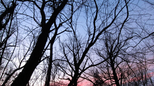 Photo of bare trees against a blue pink sky at sunset in winter.