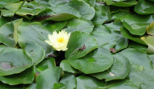 photo of a water lily